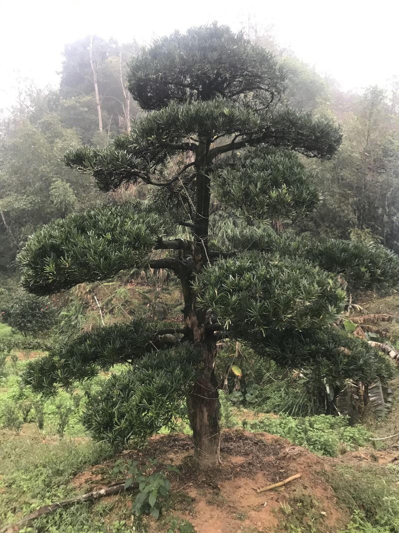 罗汉松，造型独特，直径18-23厘米，