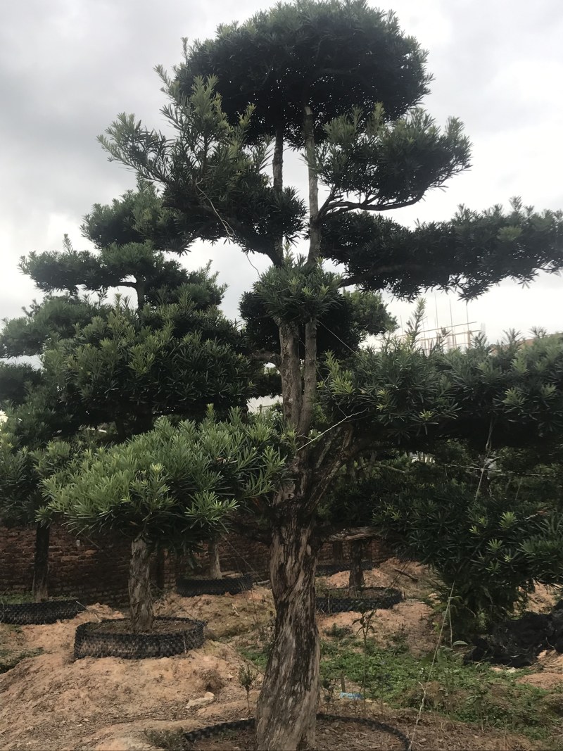 罗汉松，造型独特，直径18-23厘米，