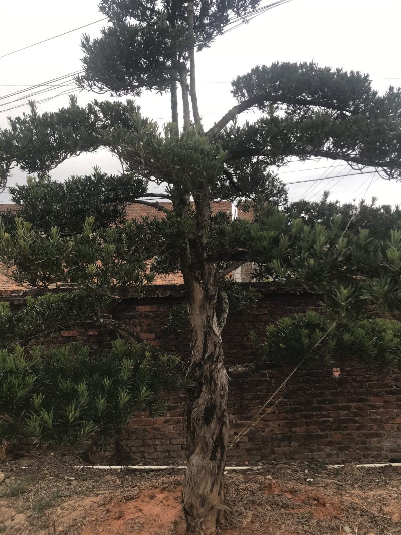 罗汉松，造型独特，直径18-23厘米，