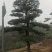 罗汉松，造型独特，直径18-23厘米，