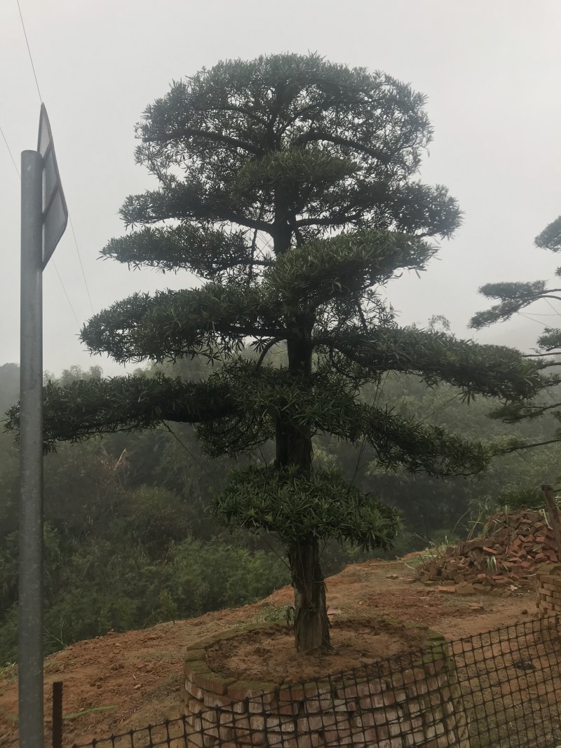 罗汉松，造型独特，直径18-23厘米，