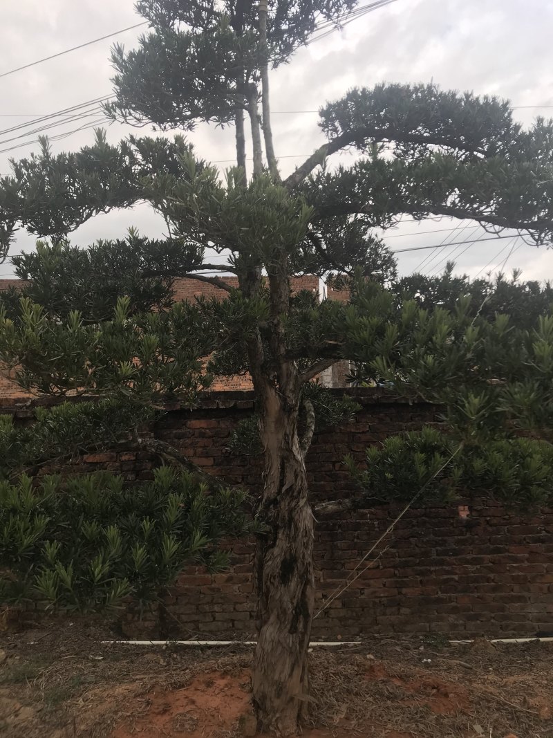 罗汉松，造型独特，直径18-23厘米，