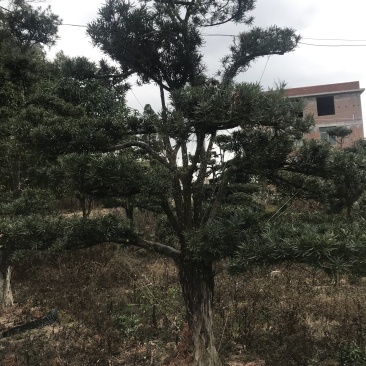 罗汉松，造型独特，直径18-23厘米，