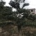罗汉松，造型独特，直径18-23厘米，