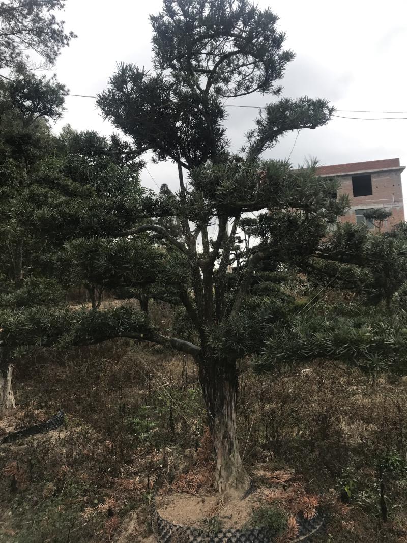 罗汉松，造型独特，直径18-23厘米，