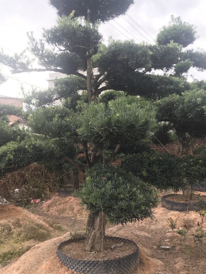 罗汉松，造型独特，直径18-23厘米，
