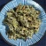 小蓟小蓟小蓟草根小计七七牙刺儿菜水野红花