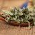 小蓟小蓟小蓟草根小计七七牙刺儿菜水野红花