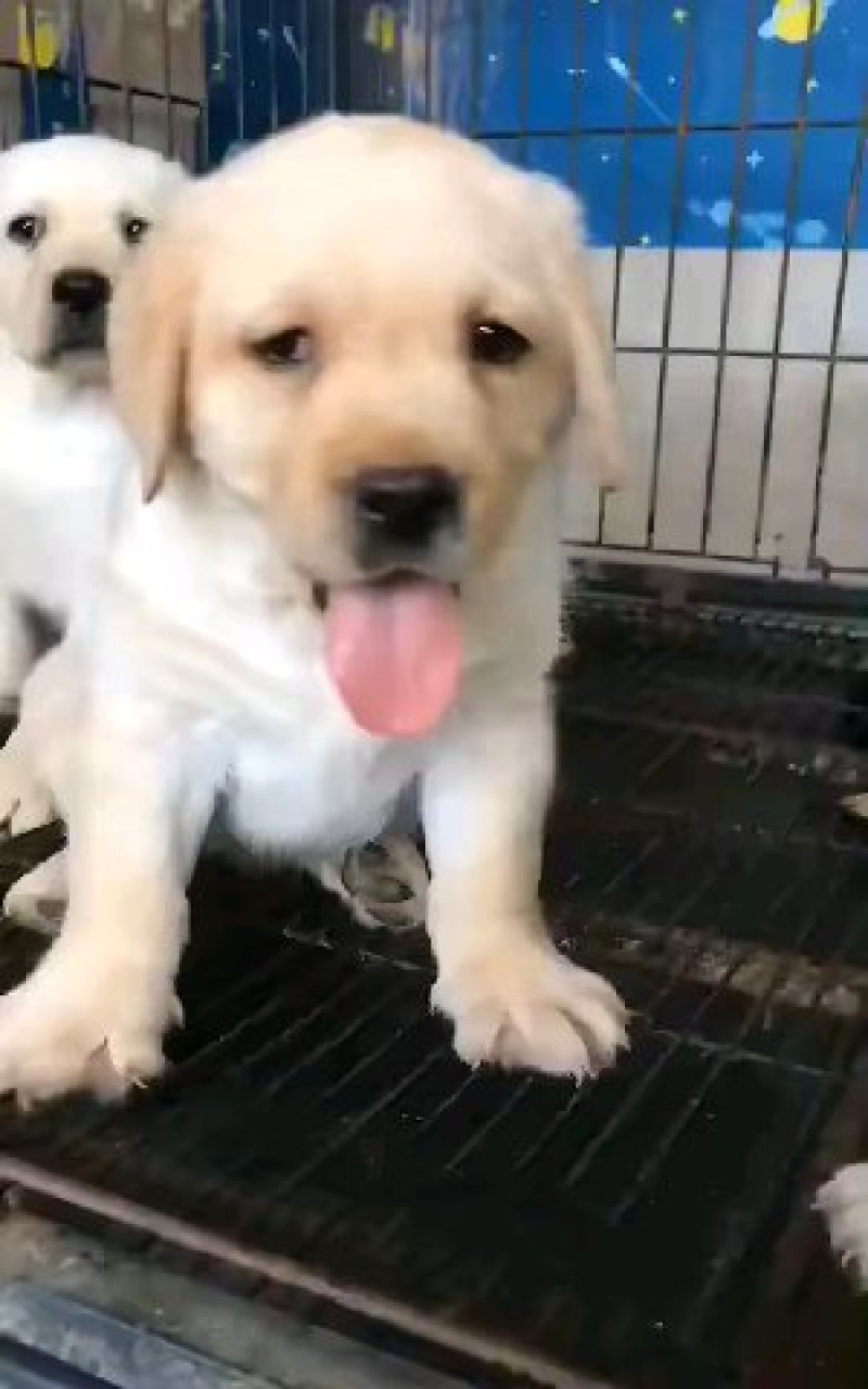 精品拉布拉多犬双血统结构漂亮呆萌可爱