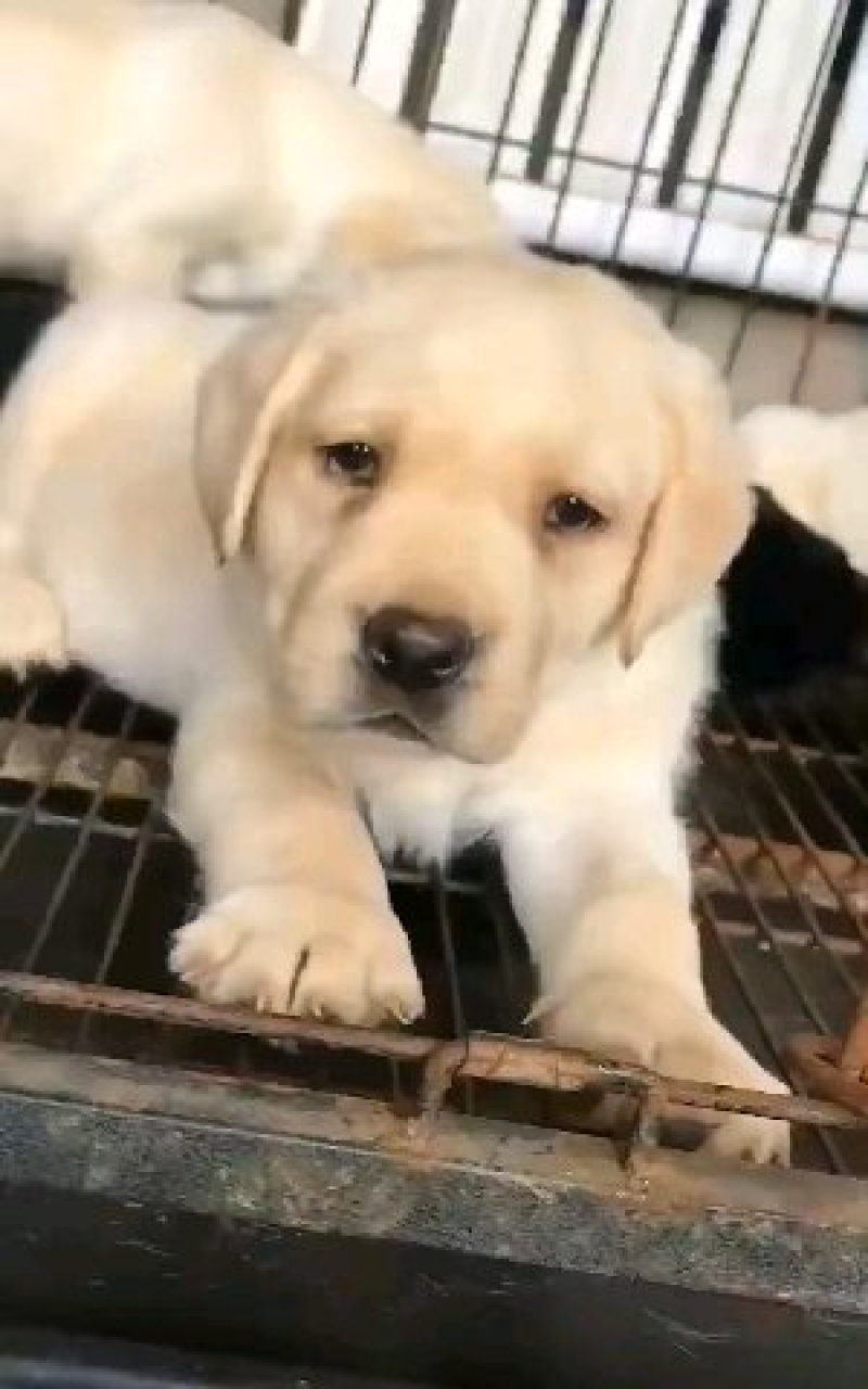精品拉布拉多犬双血统结构漂亮呆萌可爱