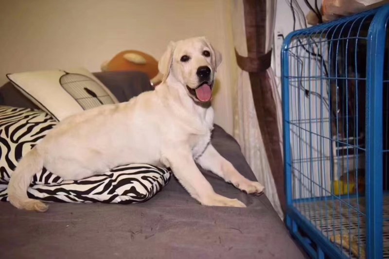 精品拉布拉多犬双血统结构漂亮呆萌可爱