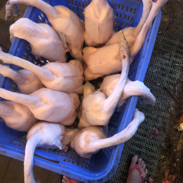 猪鹅鸭鸡