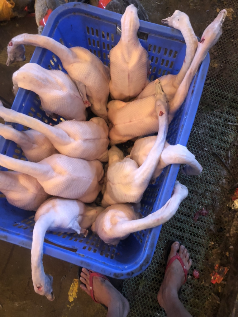 猪鹅鸭鸡