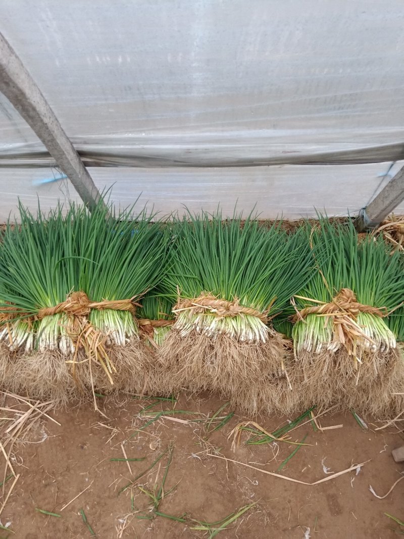 新洲李集小香葱大棚种植现挖现发大量供应