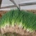 新洲李集小香葱大棚种植现挖现发大量供应