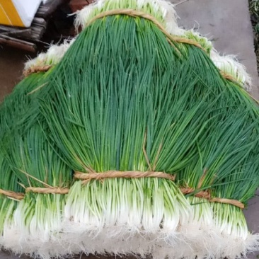 新洲李集小香葱大棚种植现挖现发大量供应