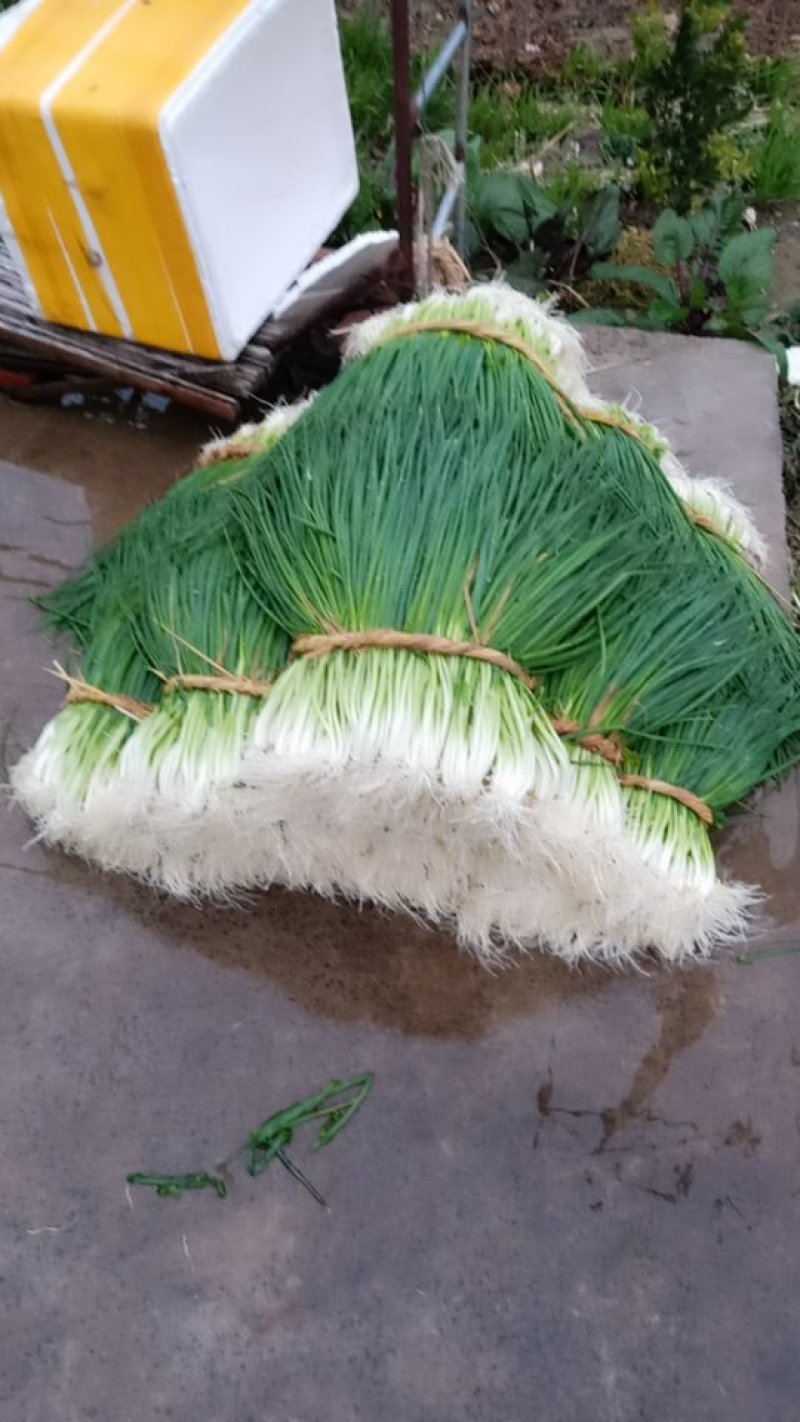 新洲李集小香葱大棚种植现挖现发大量供应