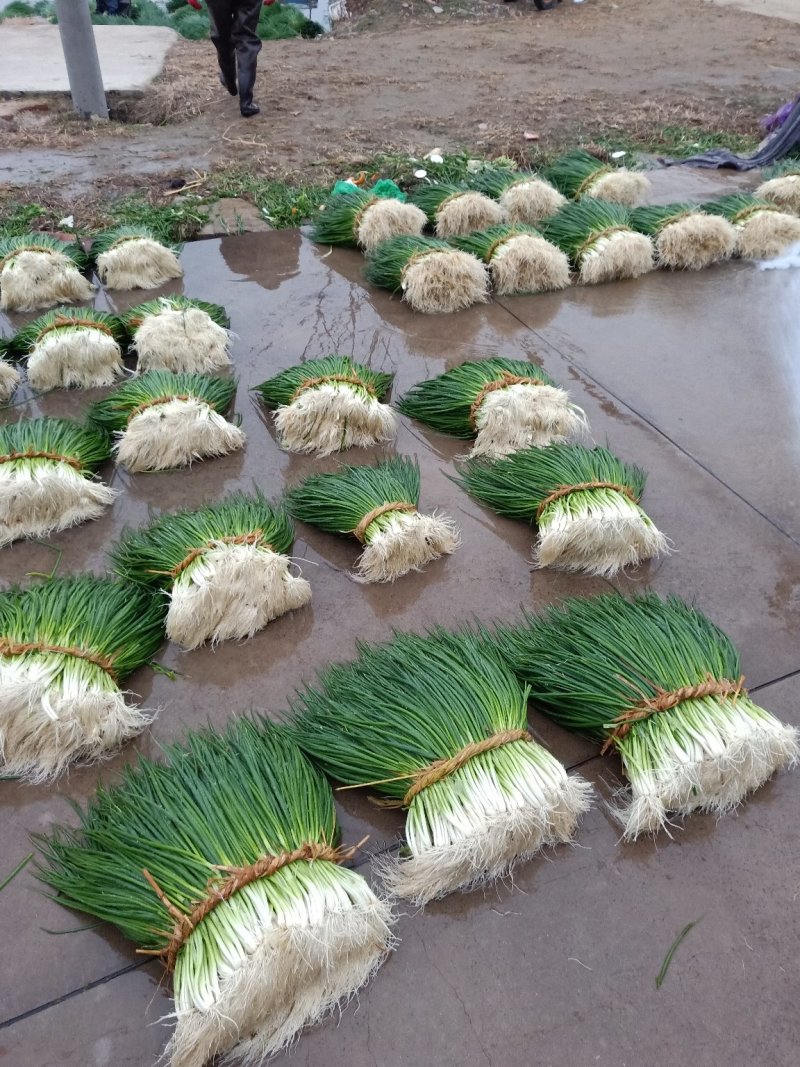 新洲李集小香葱大棚种植现挖现发大量供应
