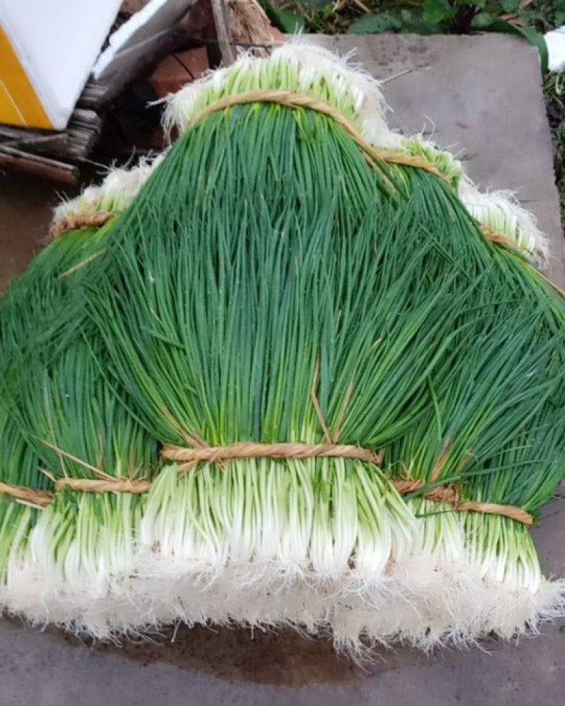新洲李集小香葱大棚种植现挖现发大量供应