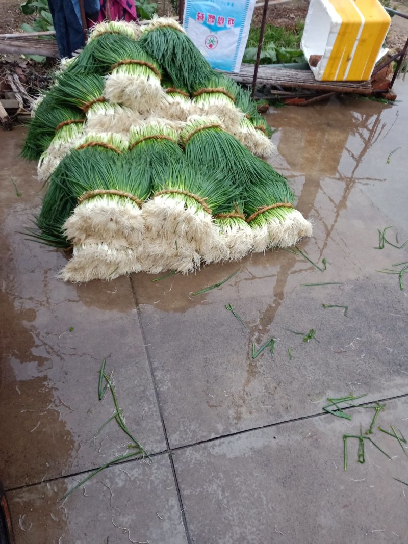 新洲李集小香葱大棚种植现挖现发大量供应