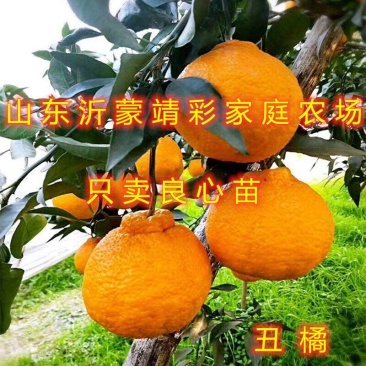 丑橘苗丑八怪橘子苗品种桔子树苗南北方种植橘子苗
