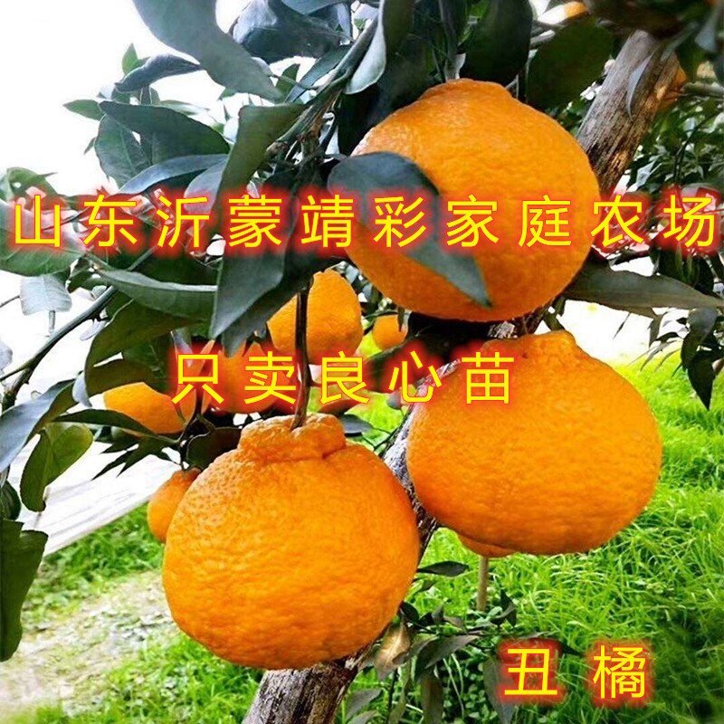丑橘苗丑八怪橘子苗品种桔子树苗南北方种植橘子苗