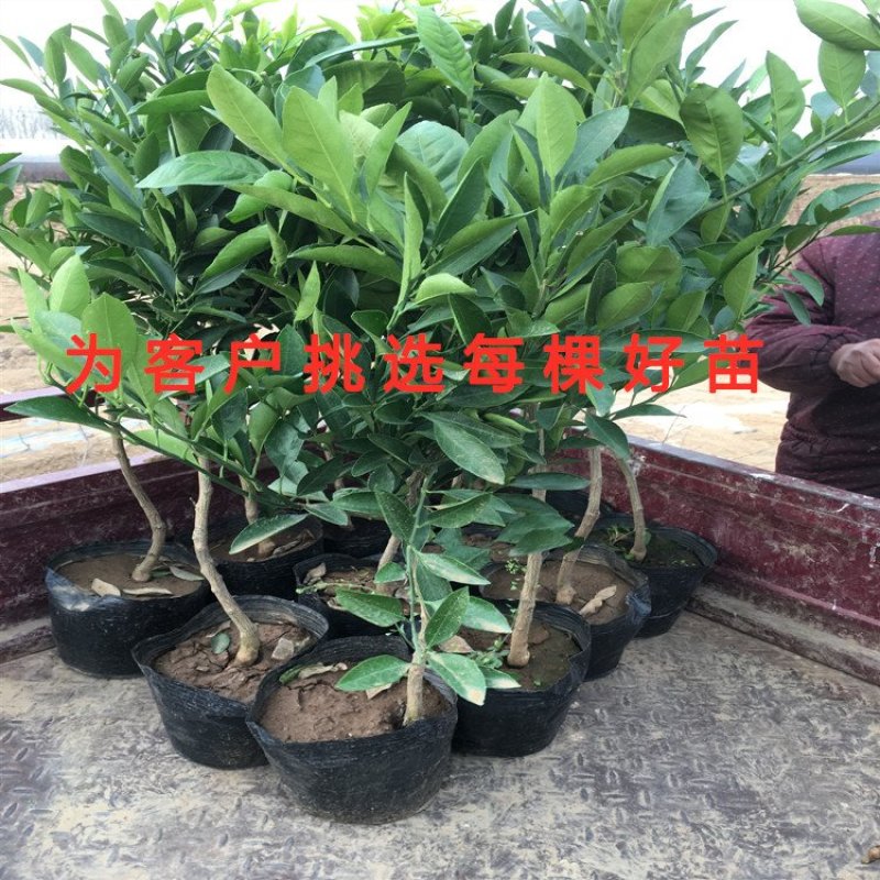 丑橘苗丑八怪橘子苗品种桔子树苗南北方种植橘子苗