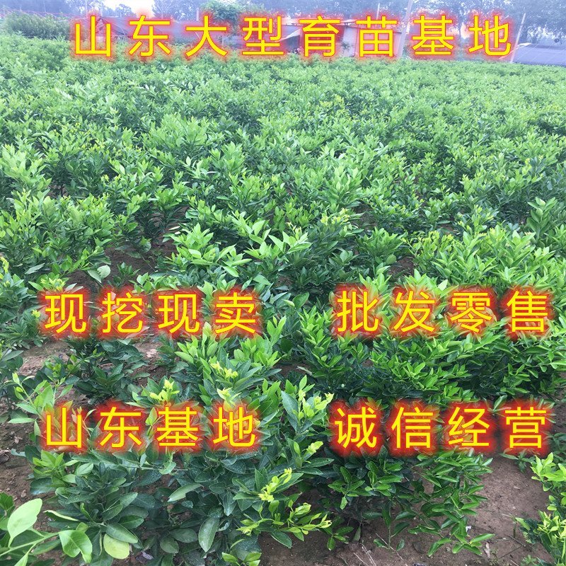 丑橘苗丑八怪橘子苗品种桔子树苗南北方种植橘子苗
