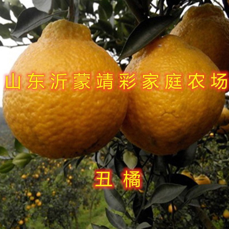 丑橘苗丑八怪橘子苗品种桔子树苗南北方种植橘子苗