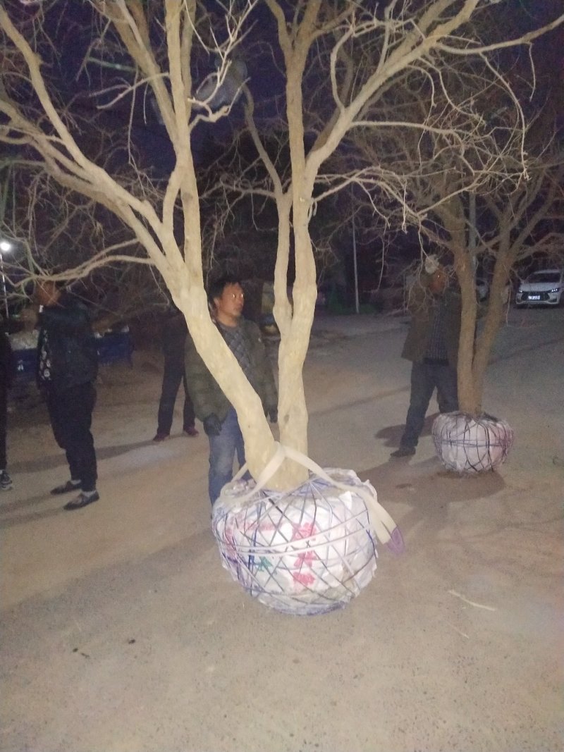 突尼斯软籽石榴精品大树可实地挑选一手货源一颗也是批发价
