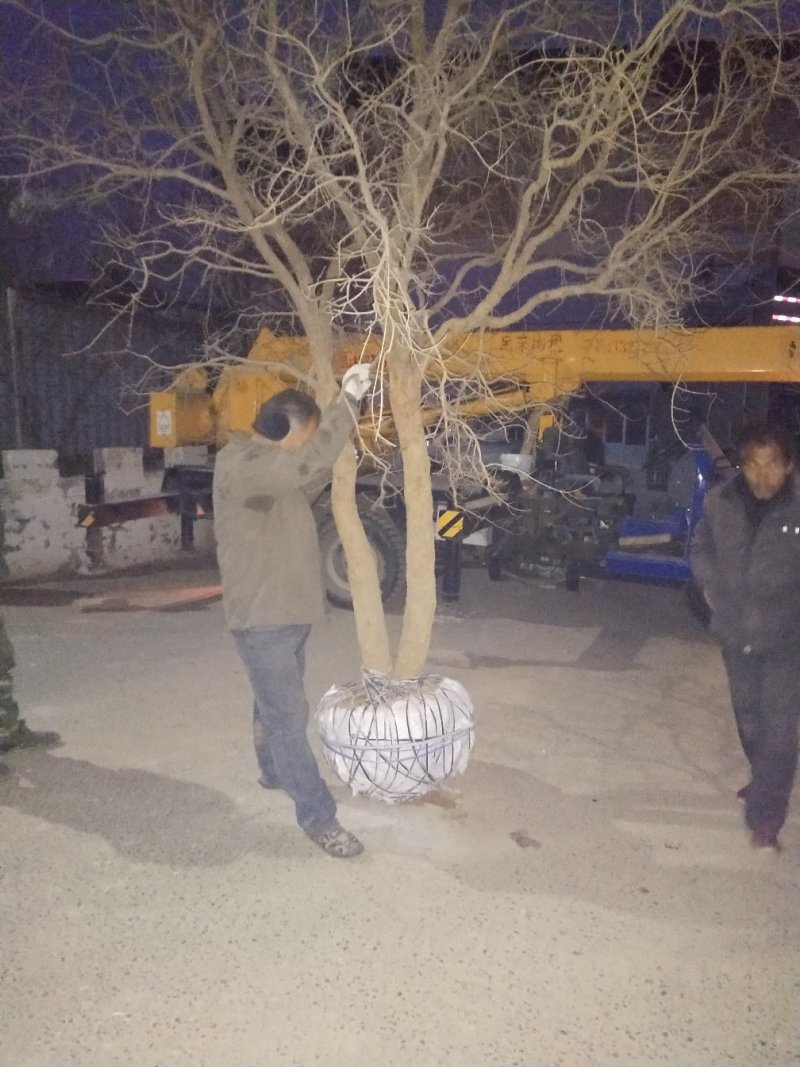 突尼斯软籽石榴精品大树可实地挑选一手货源一颗也是批发价