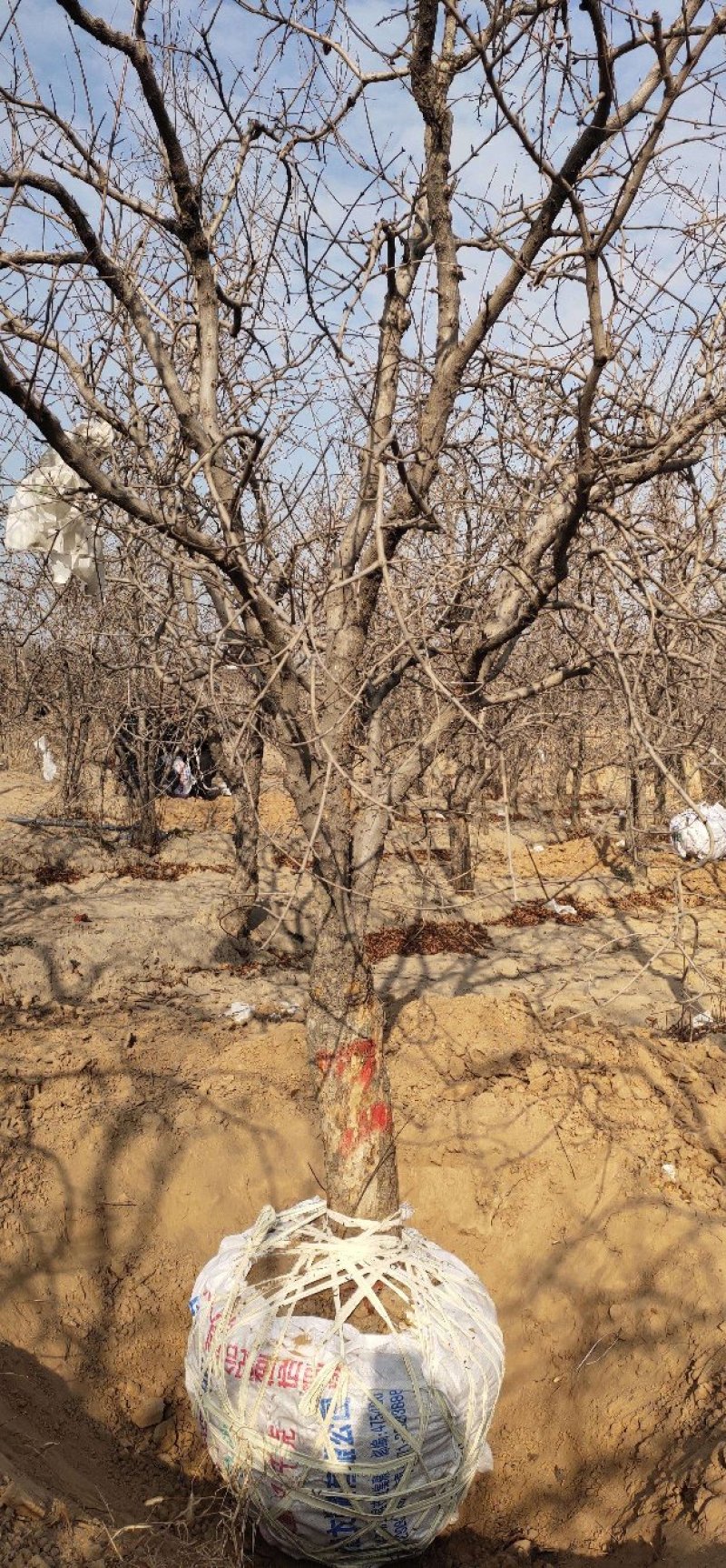 突尼斯软籽石榴精品大树可实地挑选一手货源一颗也是批发价