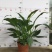 白掌一帆风顺盆栽室内花卉绿植净化空气吸甲醛可水培