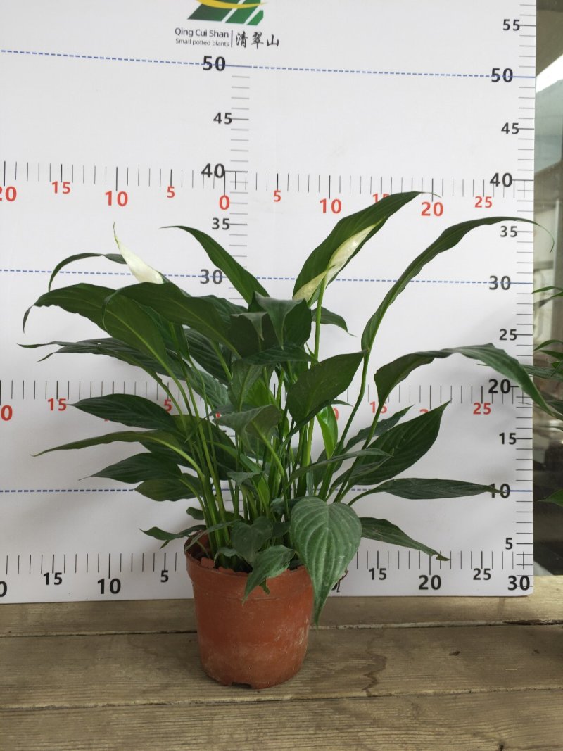 白掌一帆风顺盆栽室内花卉绿植净化空气吸甲醛可水培