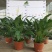 白掌一帆风顺盆栽室内花卉绿植净化空气吸甲醛可水培