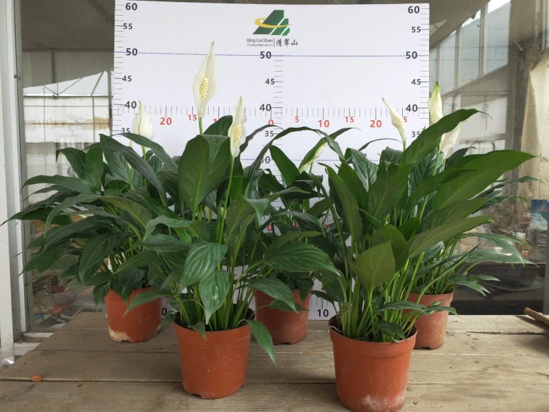 白掌一帆风顺盆栽室内花卉绿植净化空气吸甲醛可水培
