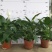 白掌一帆风顺盆栽室内花卉绿植净化空气吸甲醛可水培