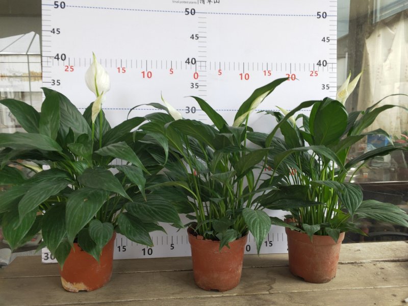 白掌一帆风顺盆栽室内花卉绿植净化空气吸甲醛可水培