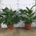 白掌一帆风顺盆栽室内花卉绿植净化空气吸甲醛可水培