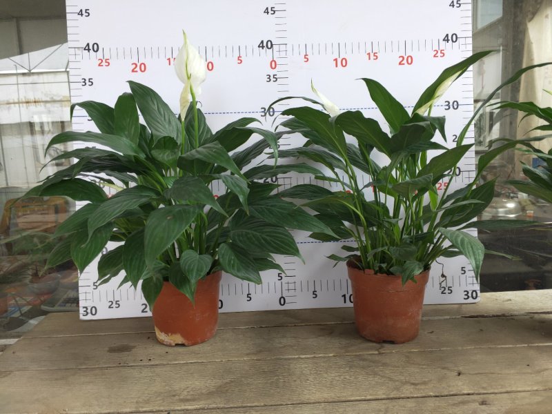 白掌一帆风顺盆栽室内花卉绿植净化空气吸甲醛可水培