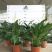 白掌一帆风顺盆栽室内花卉绿植净化空气吸甲醛可水培
