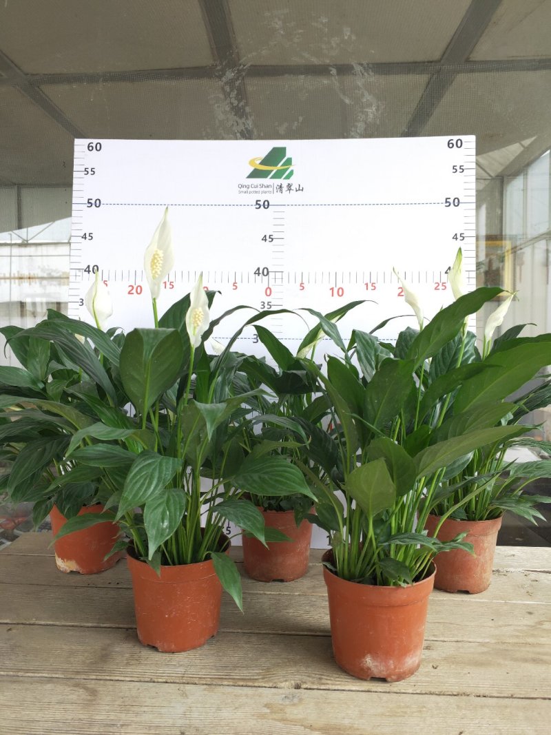 白掌一帆风顺盆栽室内花卉绿植净化空气吸甲醛可水培