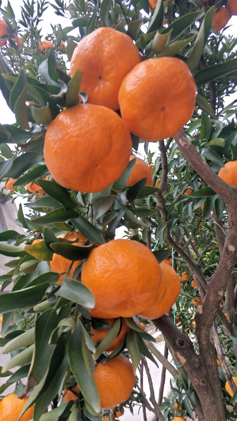 椪柑