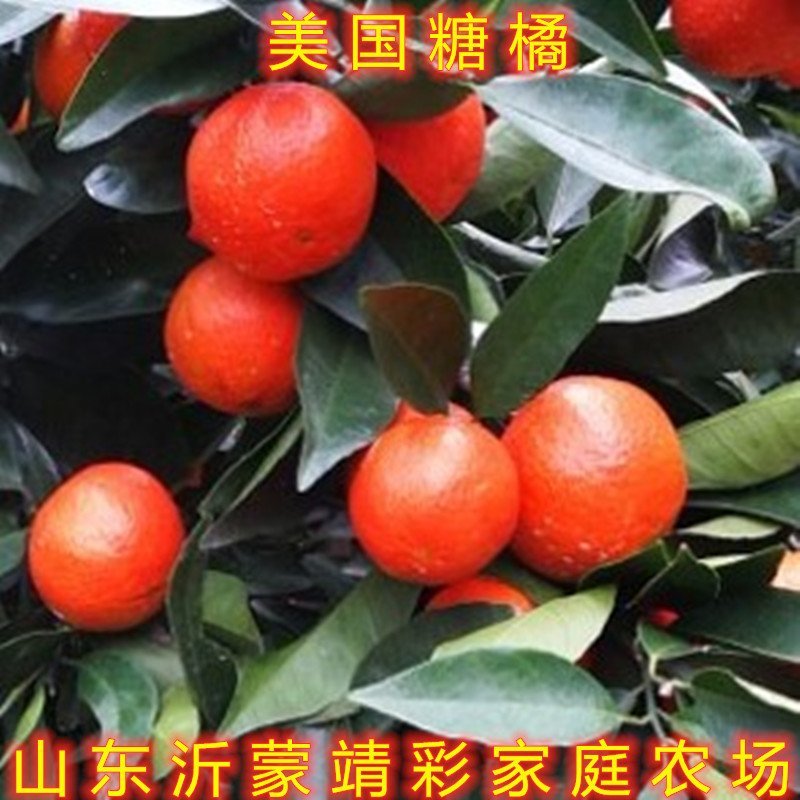美国糖橘苗超甜橘子苗南北方种植桔子树苗盆栽地栽橘子苗