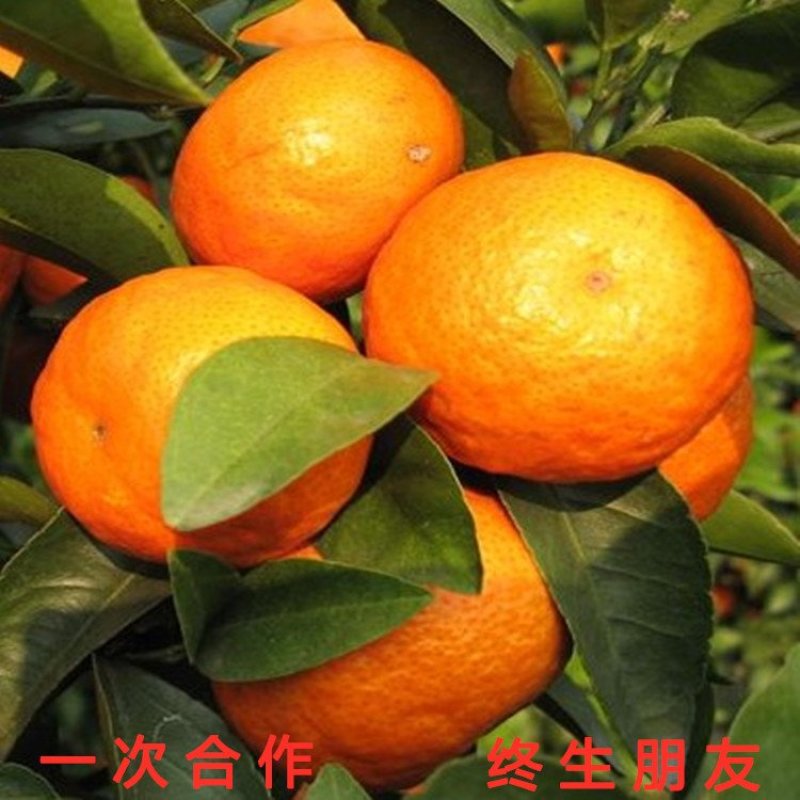美国糖橘苗超甜橘子苗南北方种植桔子树苗盆栽地栽橘子苗