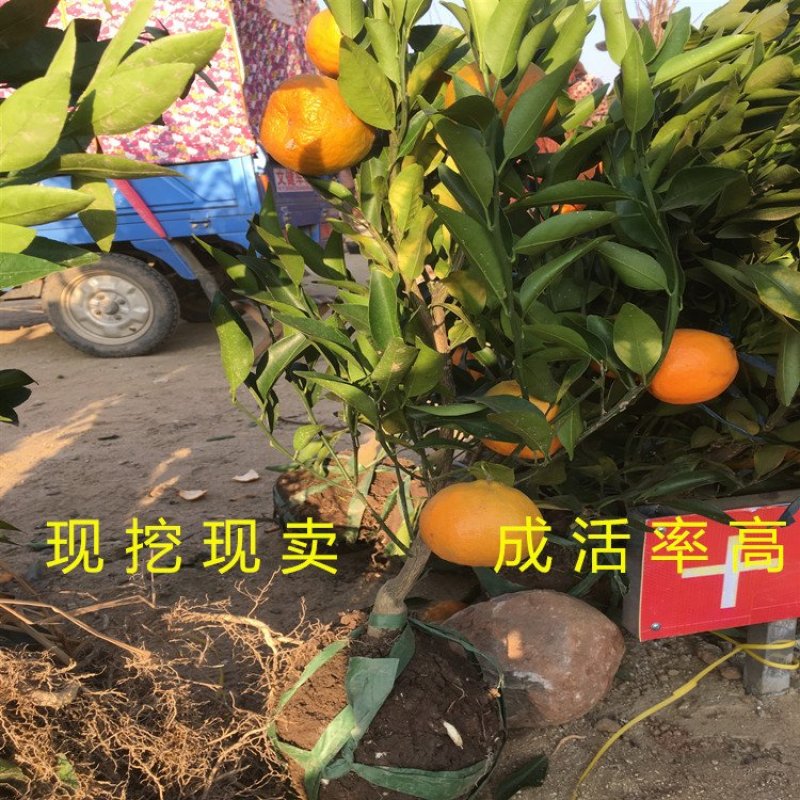 美国糖橘苗超甜橘子苗南北方种植桔子树苗盆栽地栽橘子苗