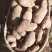 青薯9号老货可做种子云南丽江南溪精品四两以上欢购