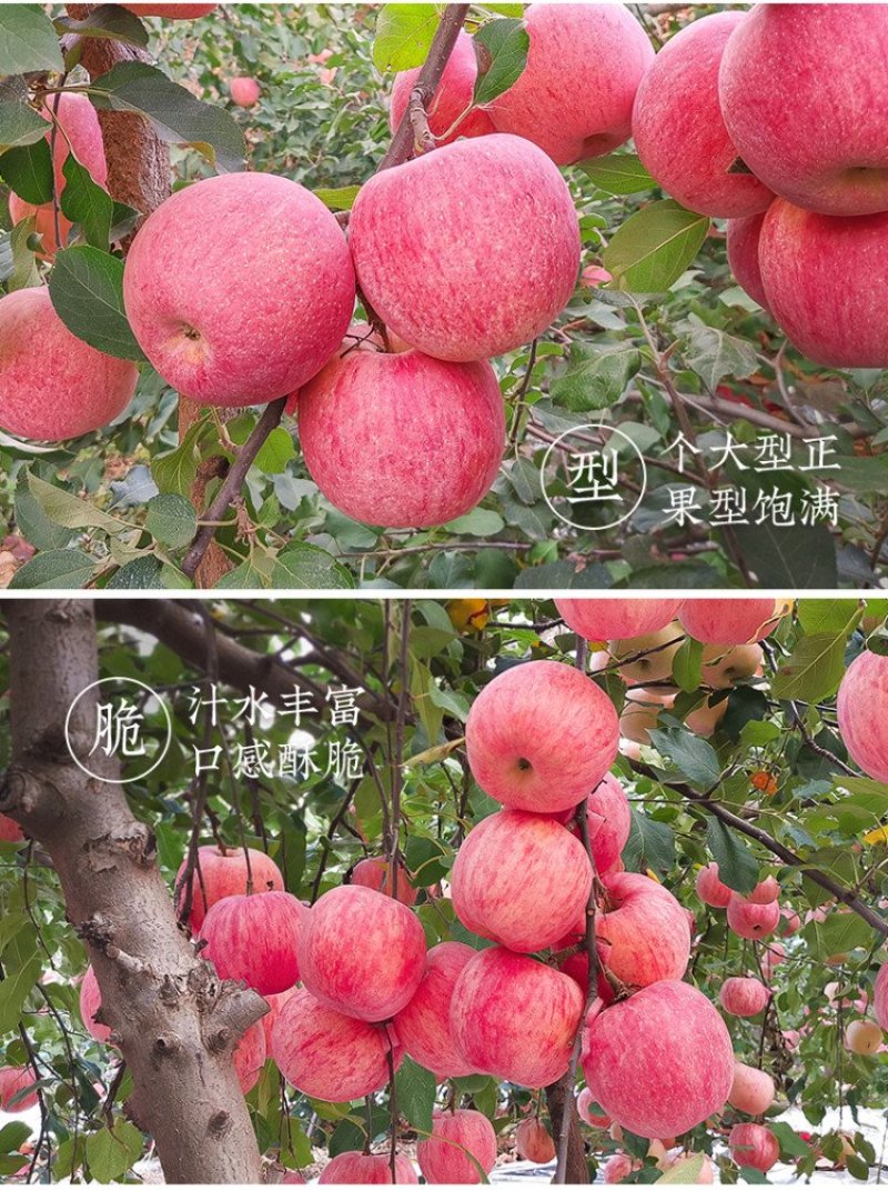 正宗烟台栖霞红富士苹果10斤包邮产地直发支持一件代发