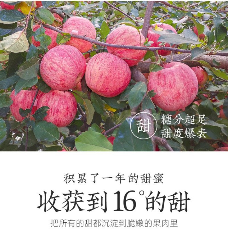 正宗烟台栖霞红富士苹果10斤包邮产地直发支持一件代发