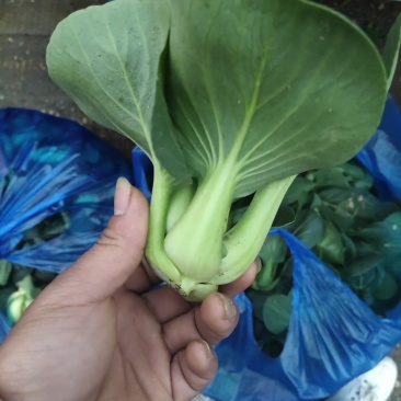 青菜